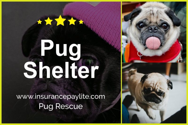 Pug Shelter- Rescue an Adorable Companion Today!